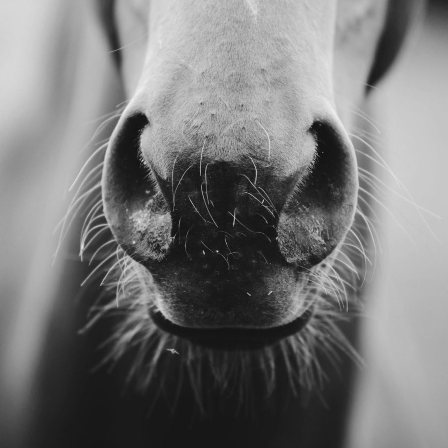 Atemwegserkrankung Pferde