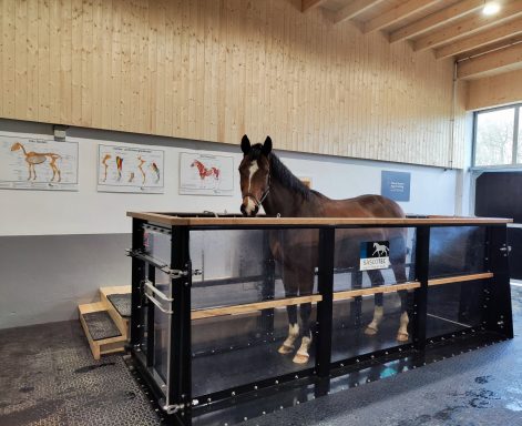 Pferd steht im Aquatrainer
