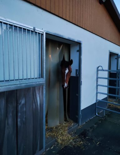 Pferdebox mit Paddock