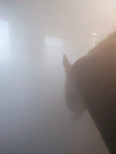 Soletherapie in hygienischer Solekammer für Pferde