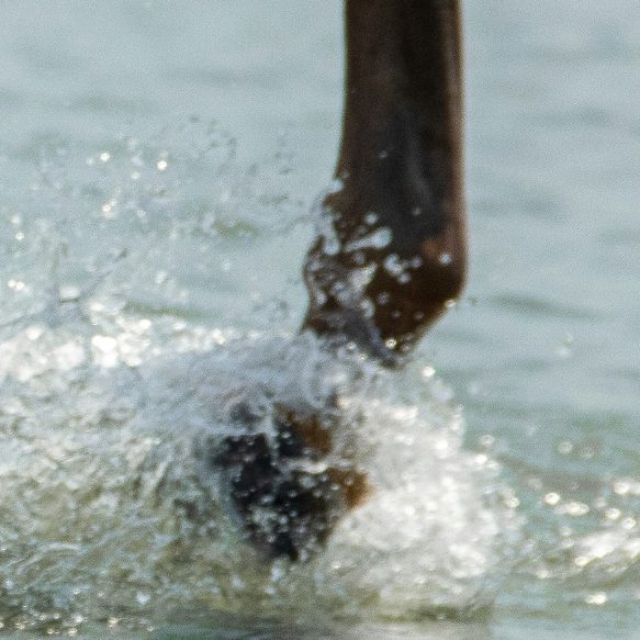 Aquatraining für Pferde