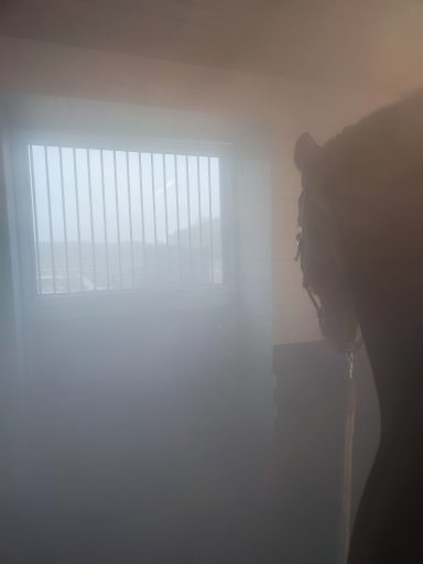 Anwendung der Soletherapie für Pferd