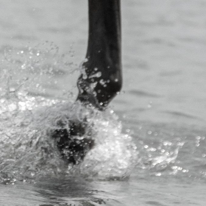 Aquatraining für Pferde