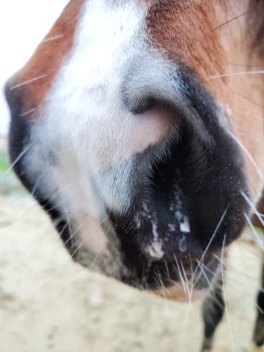 Sekret löst sich nach Soletherapoe beim Pferd