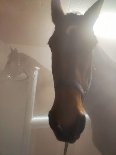 Solekammer für zwei Pferde