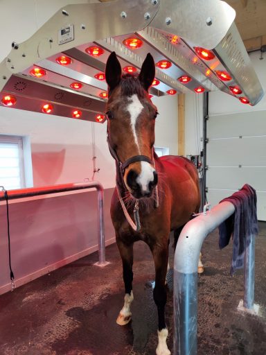 Pferd steht unter dem Solarium