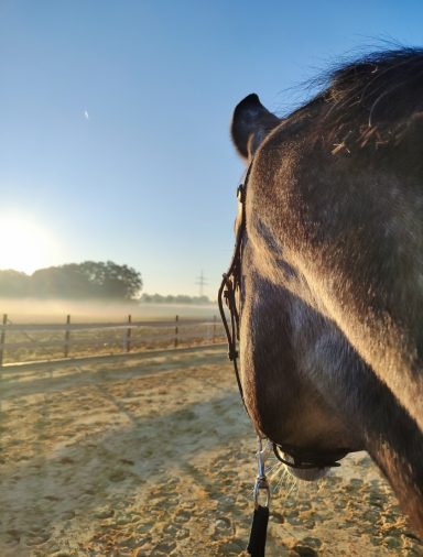 Bewegungsplatz für Pferde