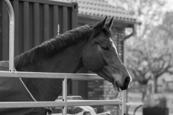 Pferdeboxen mit Paddocks